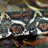 Hroznys kralovsky - Boa constrictor - Boa Constrictor o5110